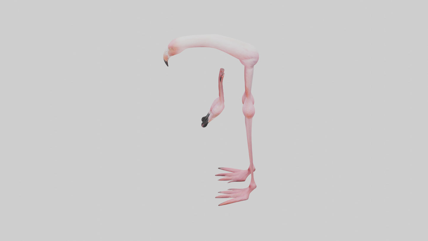 Flamingo Legs 3D model