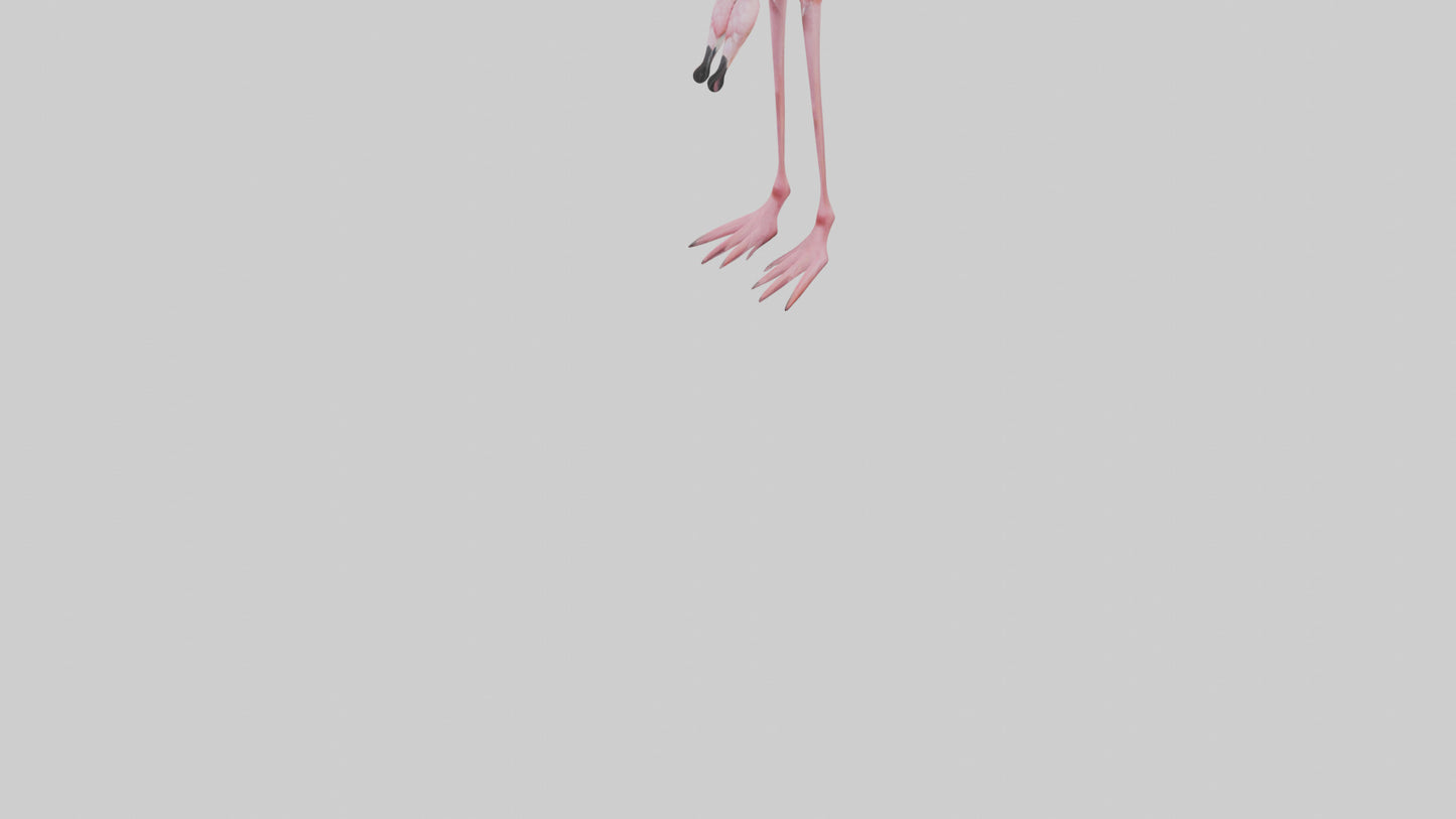 Flamingo Legs 3D model