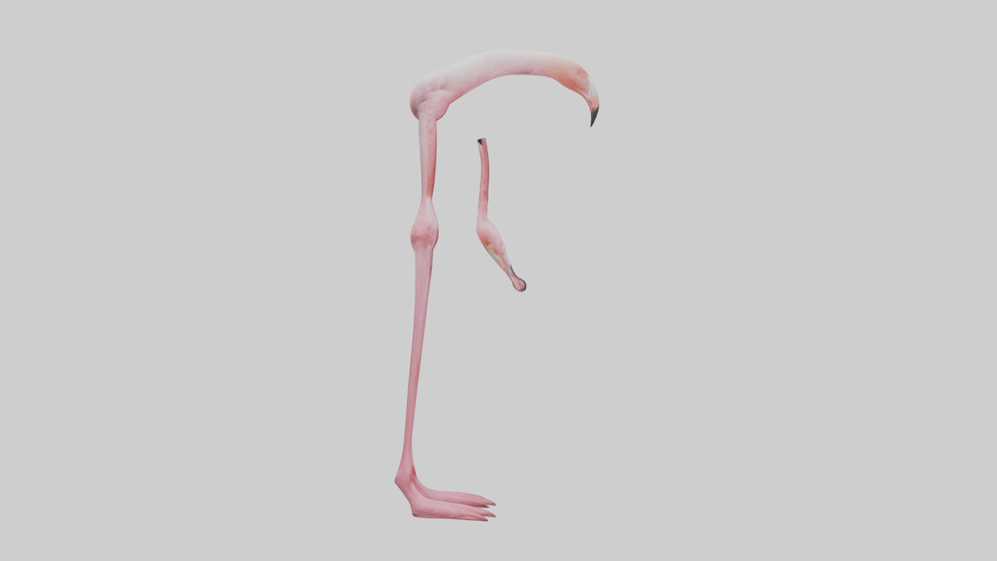 Flamingo Legs 3D model