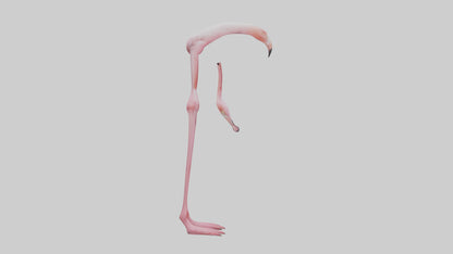 Flamingo Legs 3D model