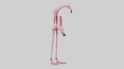 Flamingo Legs 3D model