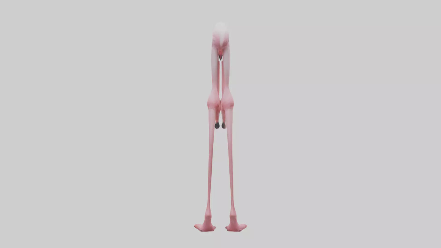 Flamingo Legs 3D model
