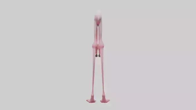 Flamingo Legs 3D model