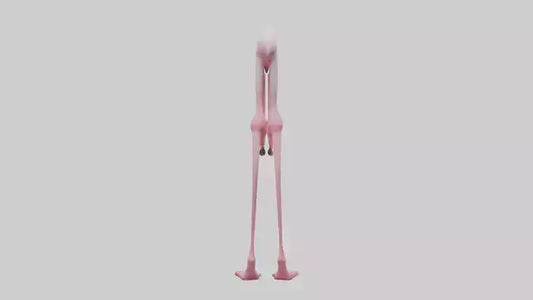 Flamingo Legs 3D model