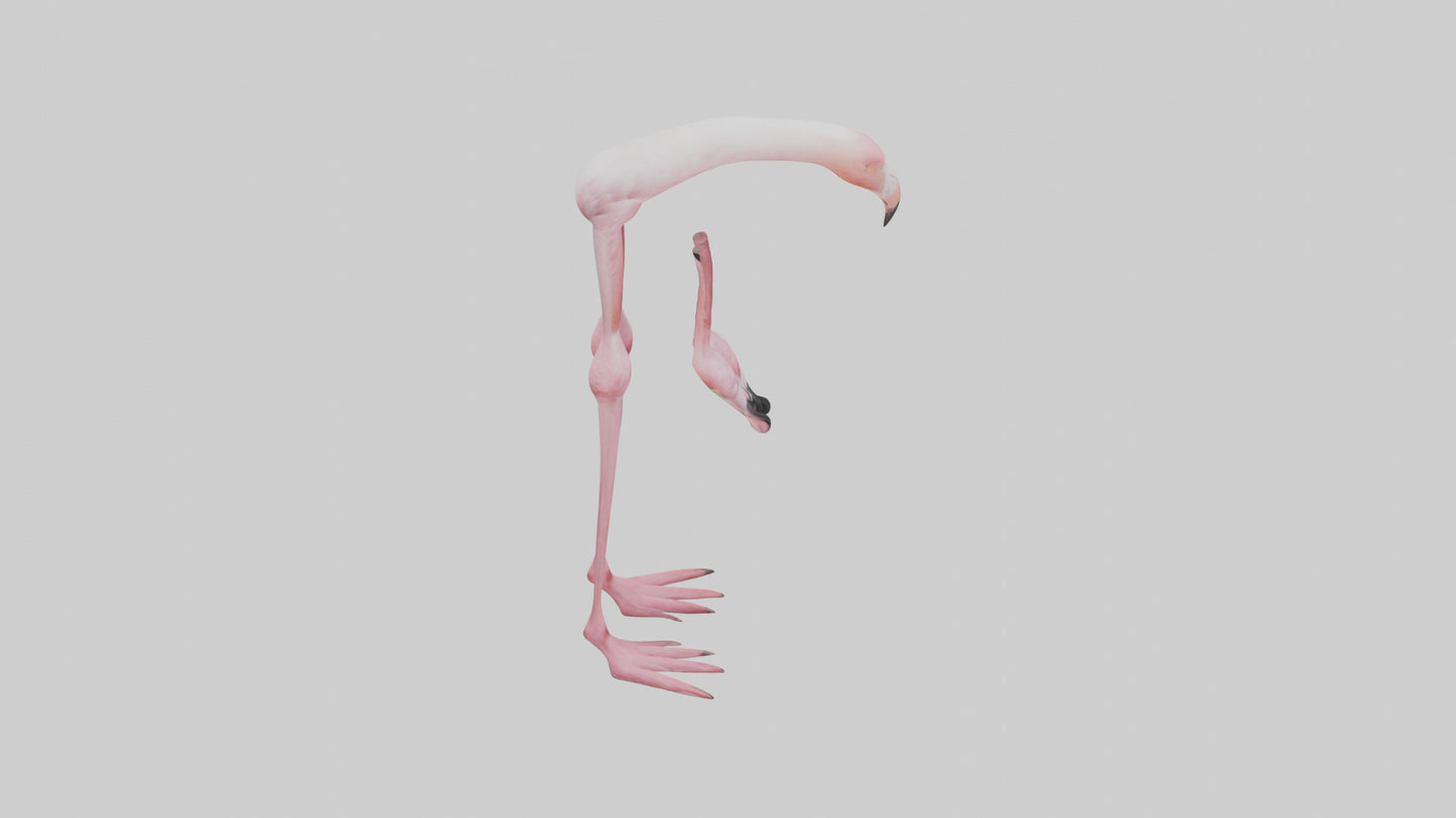 Flamingo Legs 3D model