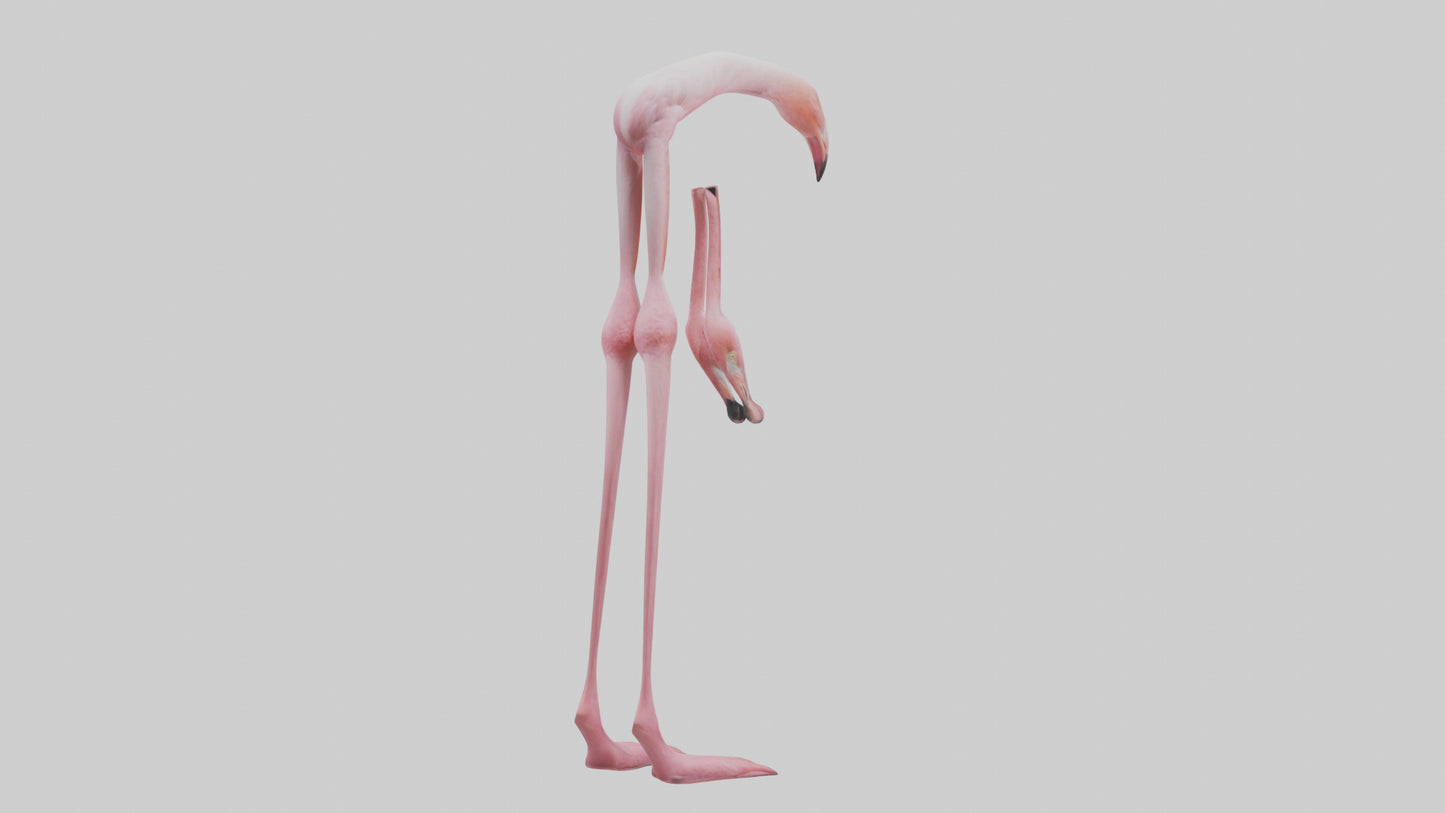 Flamingo Legs 3D model