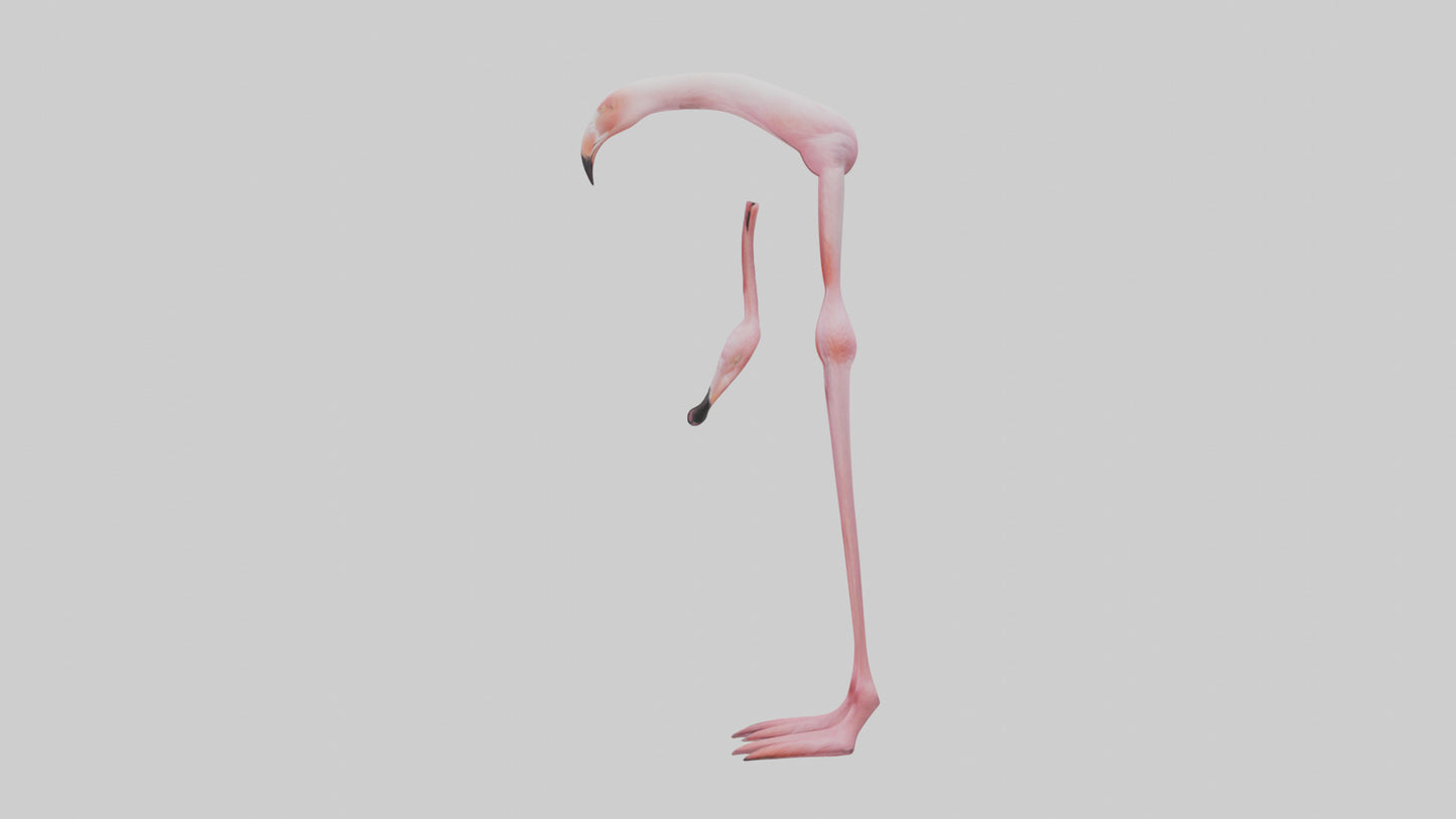 Flamingo Legs 3D model