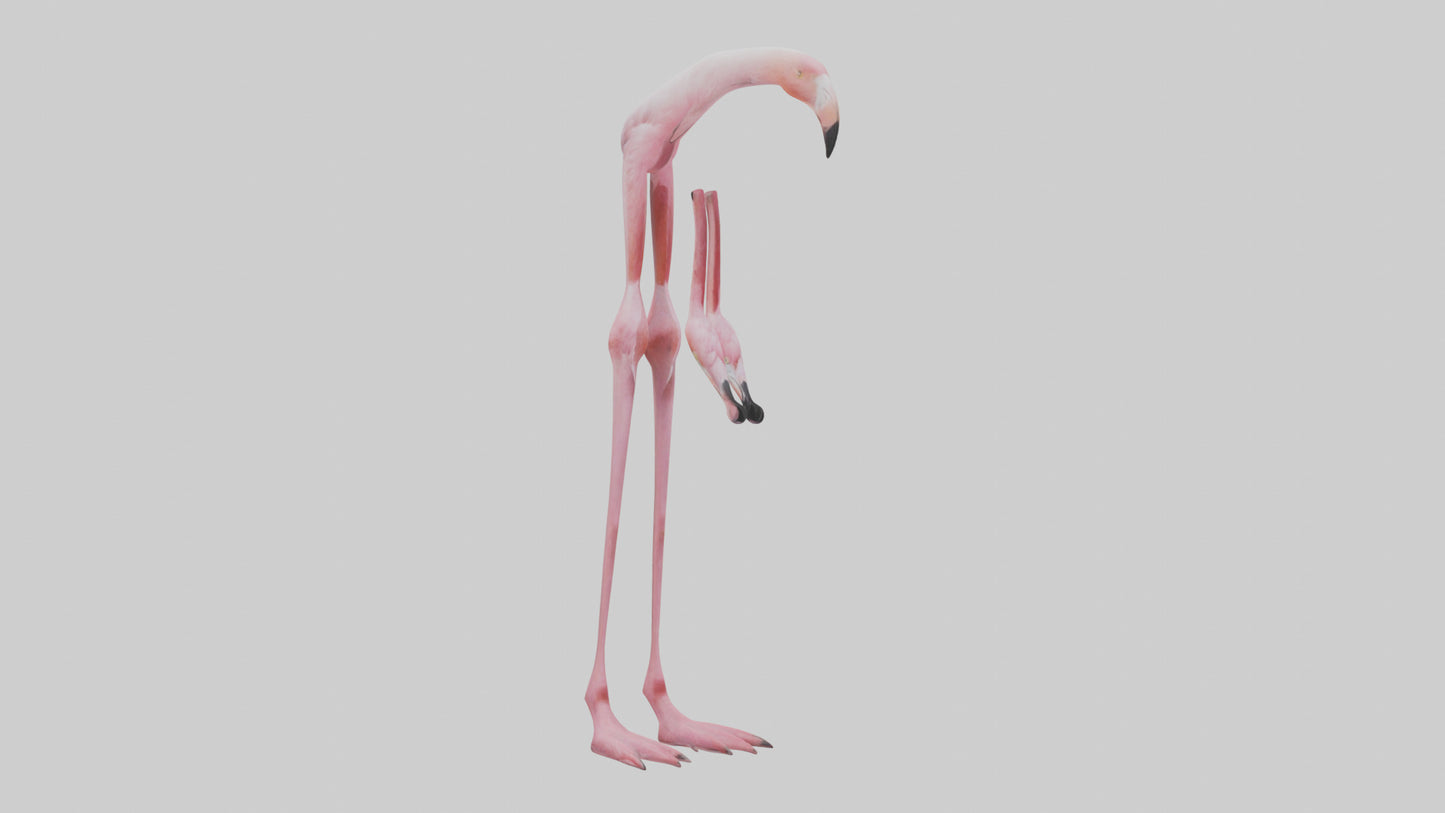 Flamingo Legs 3D model