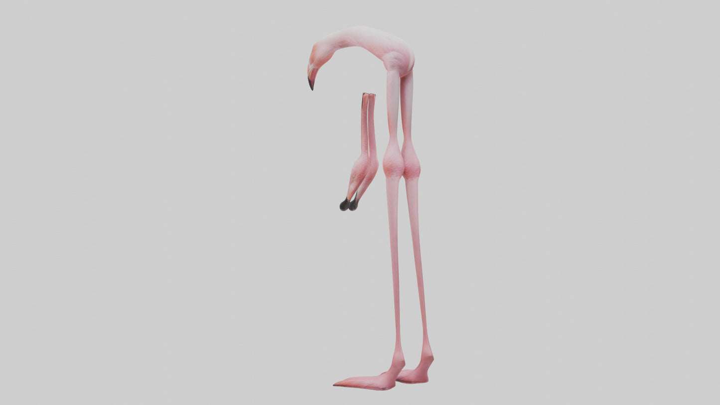 Flamingo Legs 3D model