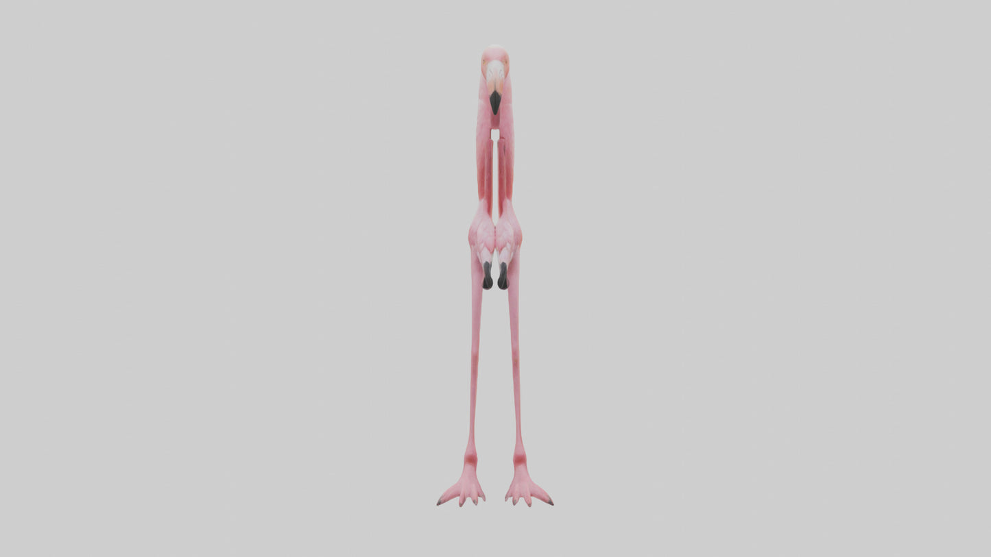 Flamingo Legs 3D model