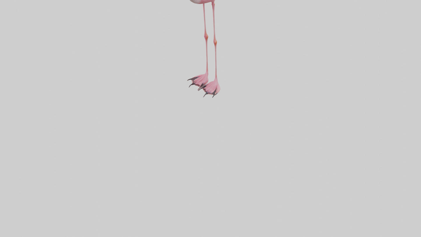 Flamingo Legs Model 3D model