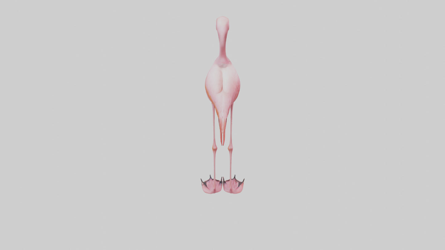 Flamingo Legs Model 3D model