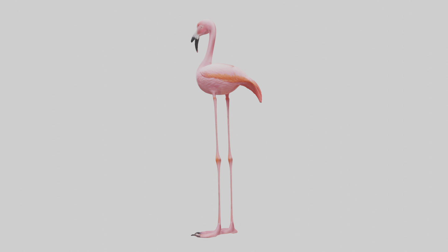 Flamingo Legs Model 3D model