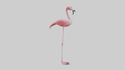 Flamingo Legs Model 3D model