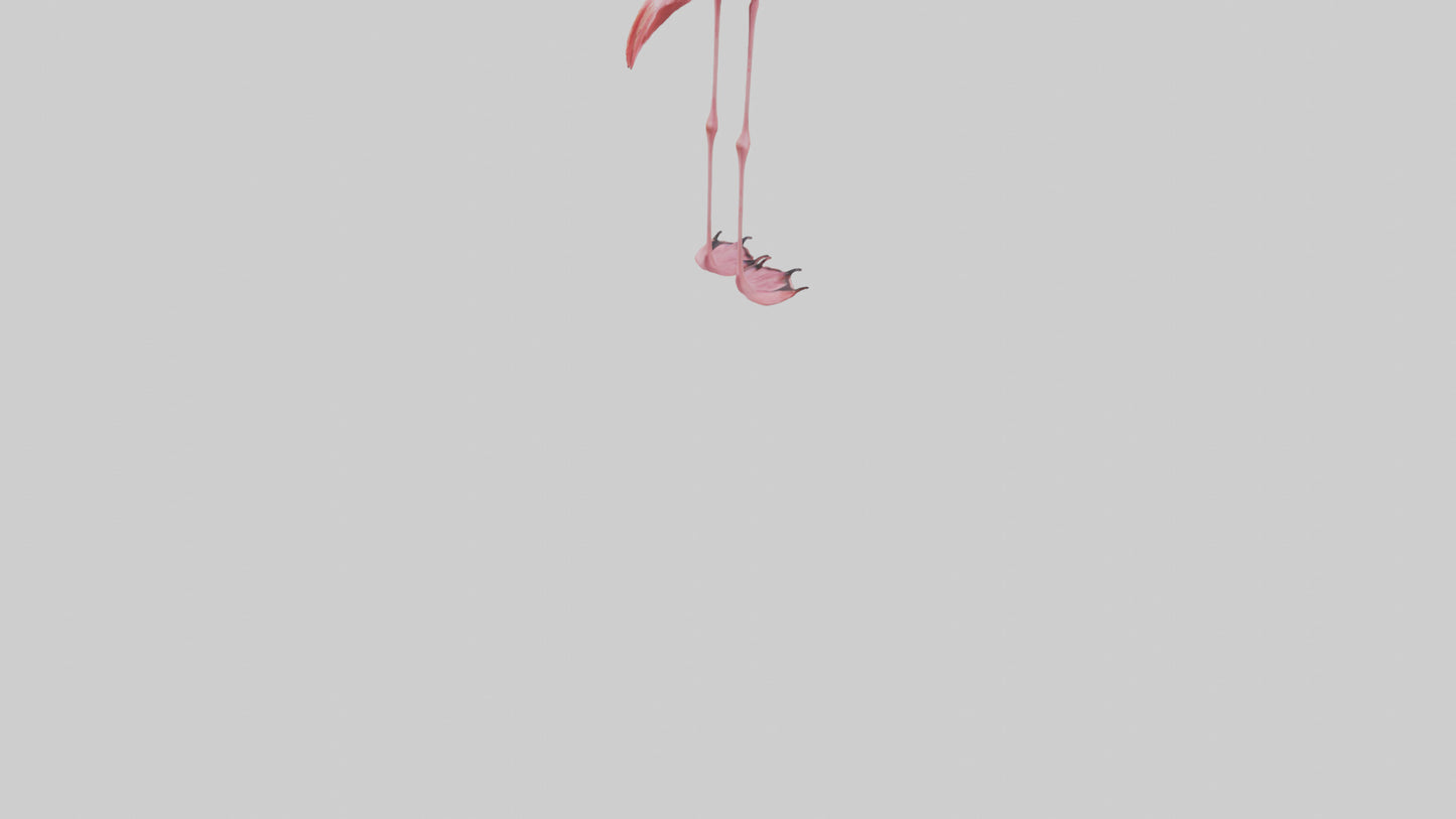 Flamingo Legs Model 3D model