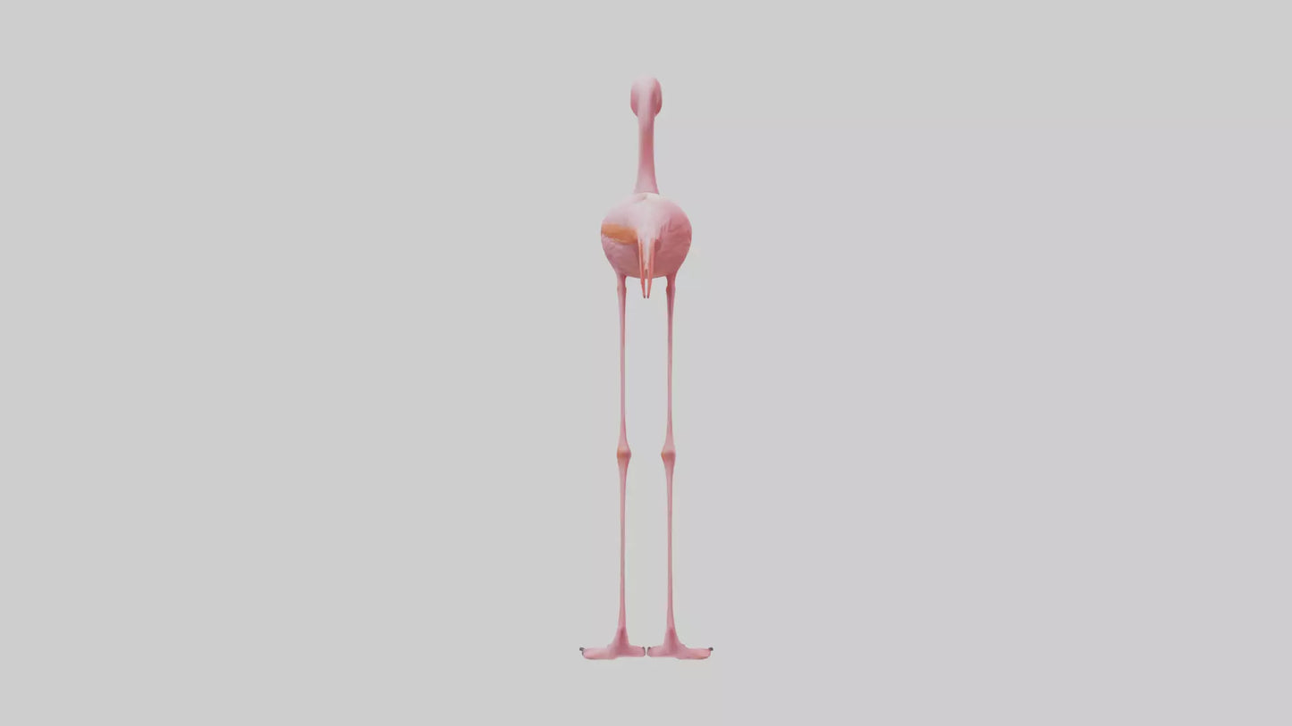 Flamingo Legs Model 3D model