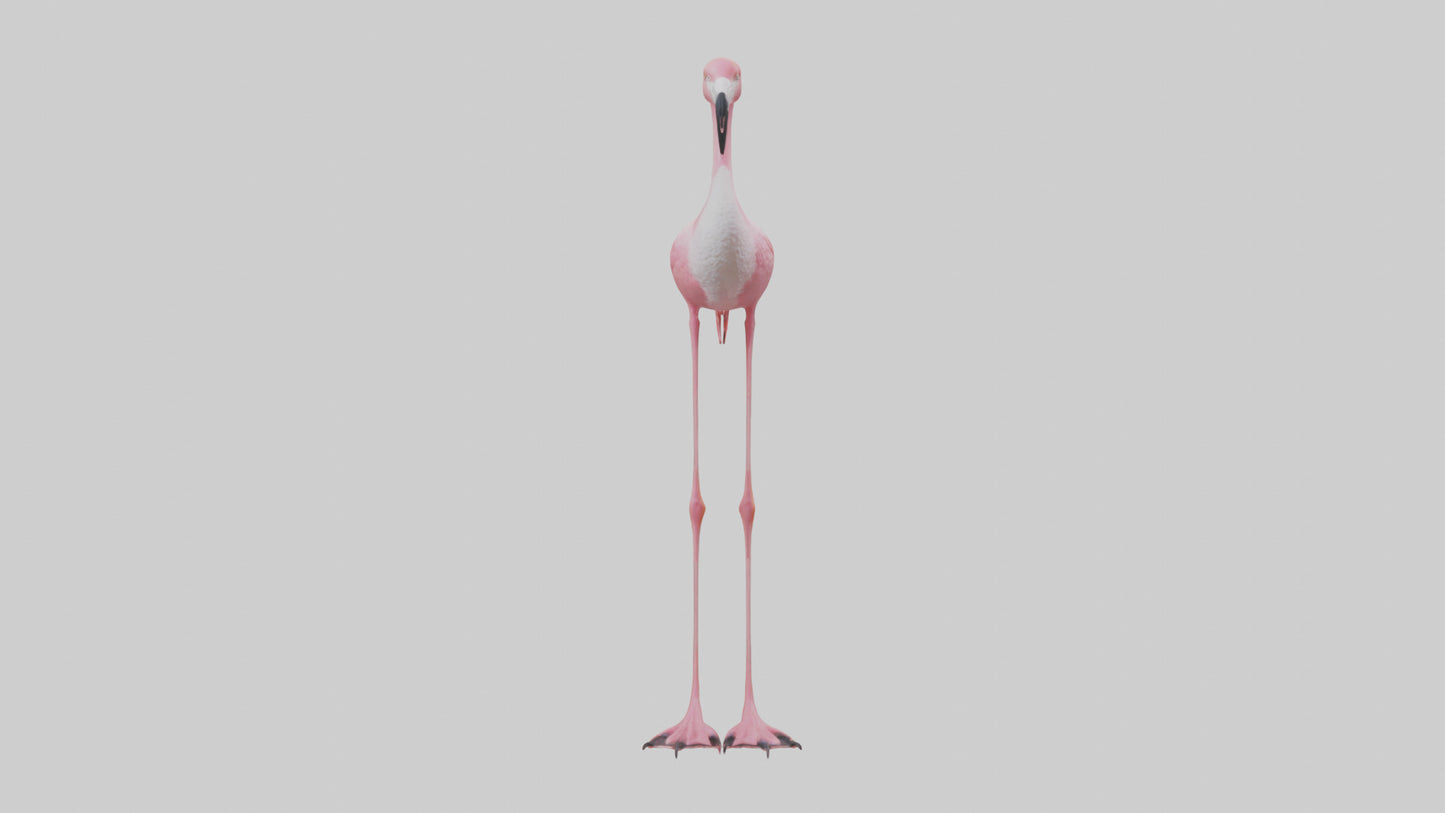 Flamingo Legs Model 3D model