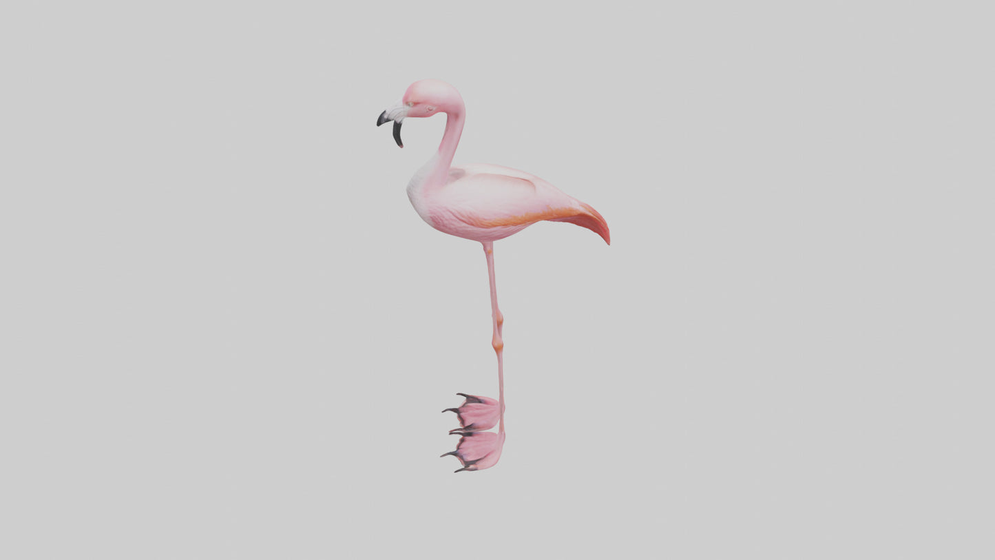 Flamingo Legs Model 3D model