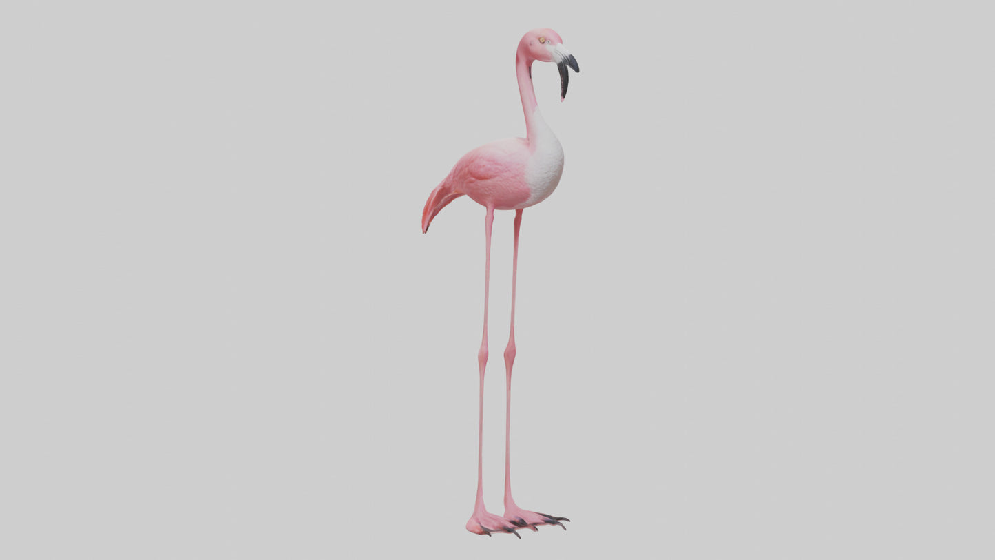 Flamingo Legs Model 3D model