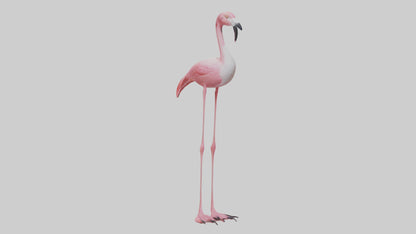 Flamingo Legs Model 3D model