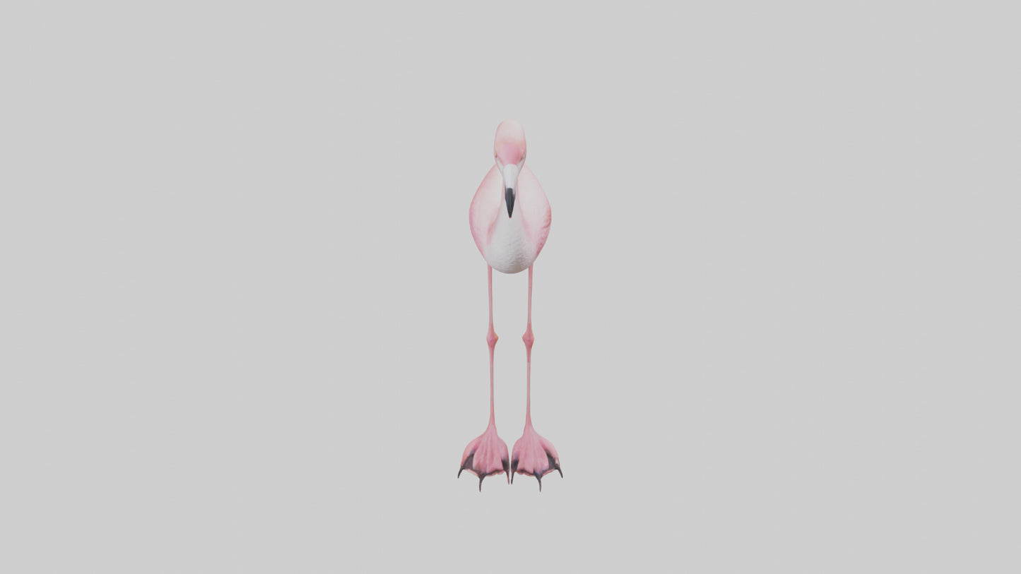 Flamingo Legs Model 3D model