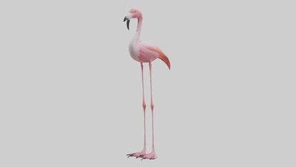 Flamingo Legs Model 3D model