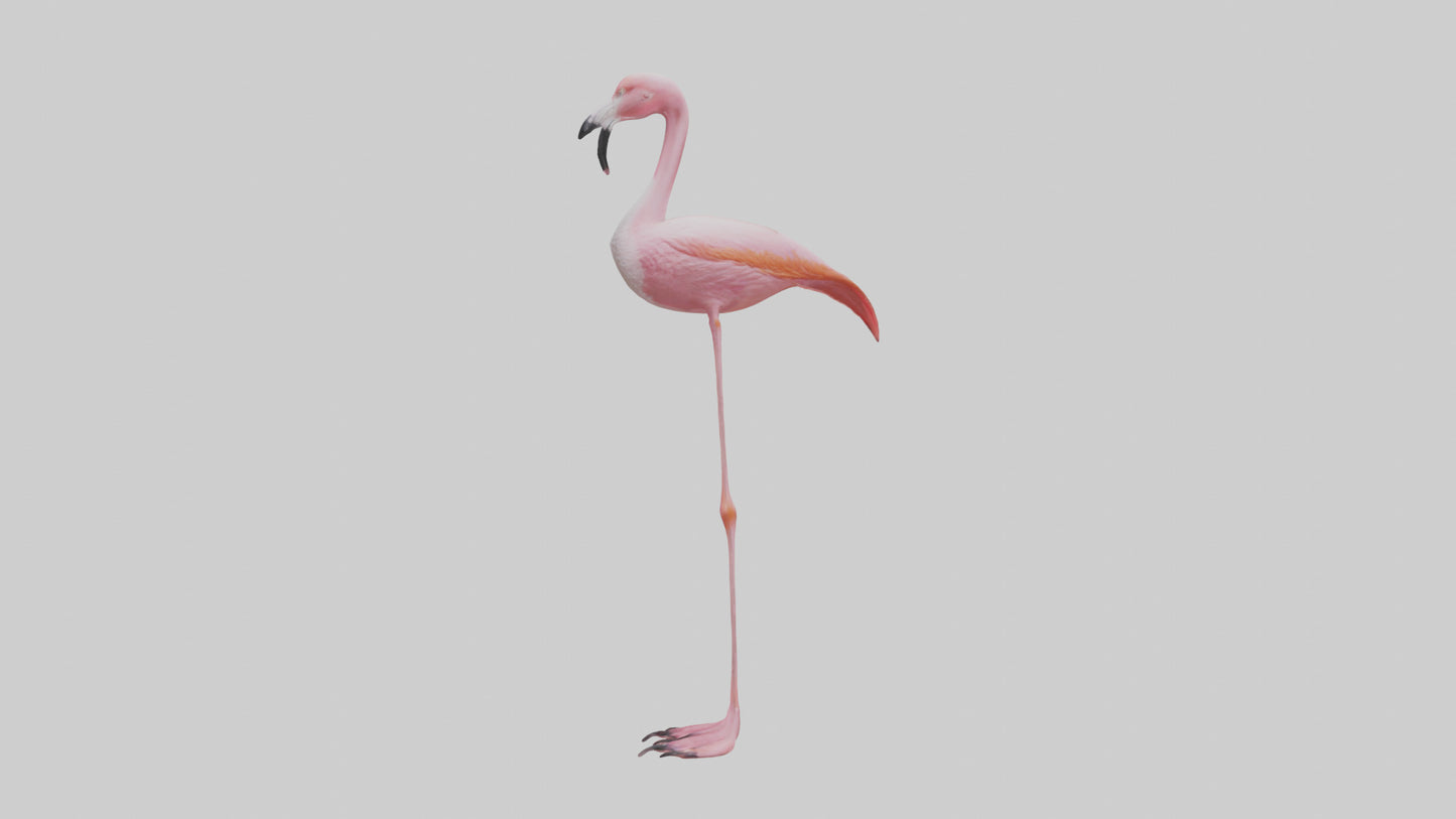 Flamingo Legs Model 3D model