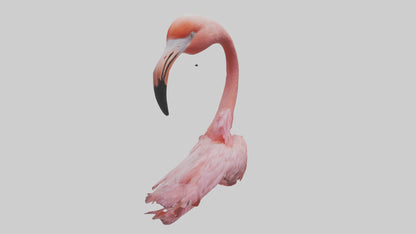 Flamingo Neck 3D model