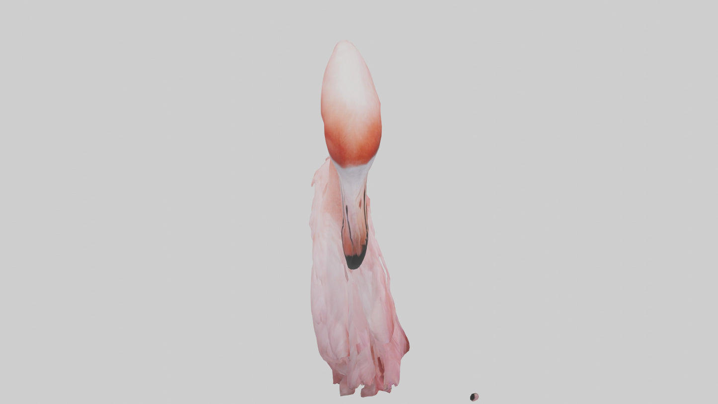 Flamingo Neck 3D model