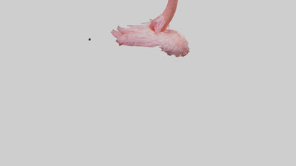 Flamingo Neck 3D model