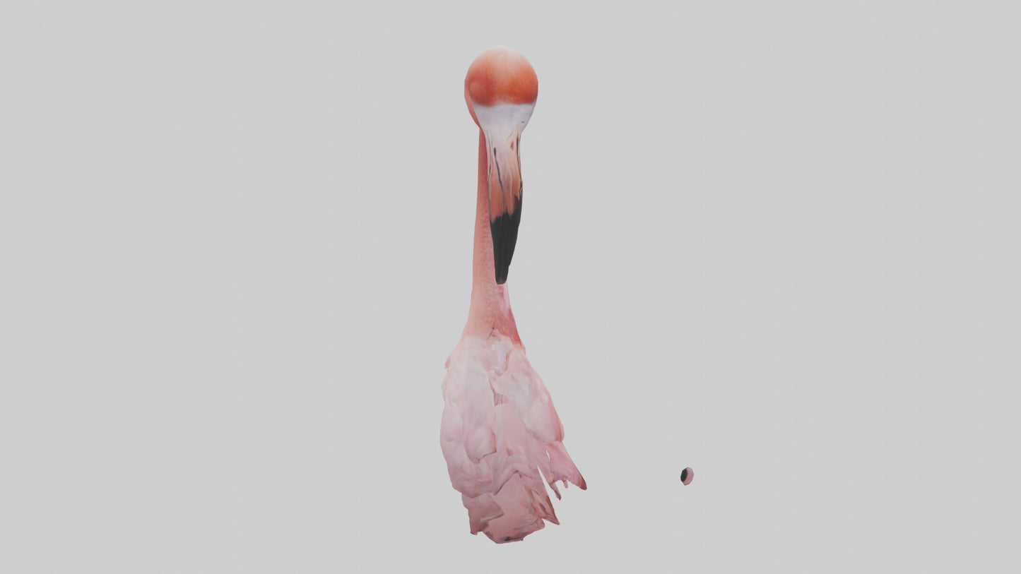 Flamingo Neck 3D model