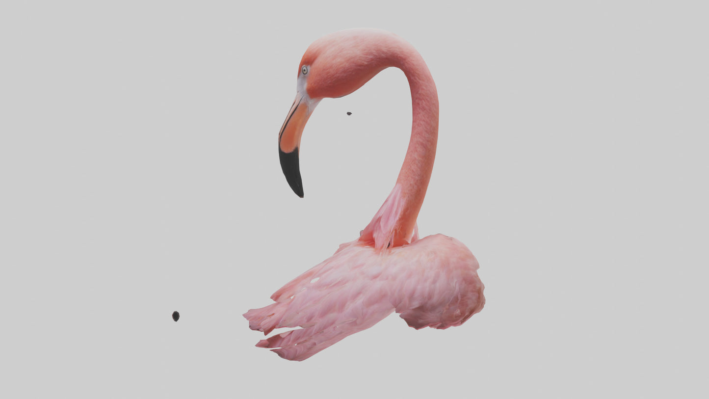 Flamingo Neck 3D model