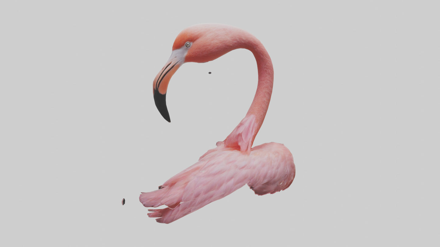 Flamingo Neck 3D model