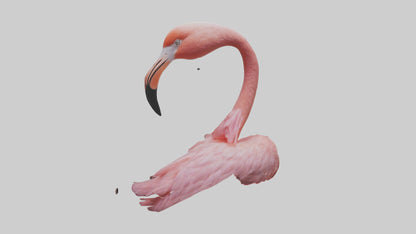 Flamingo Neck 3D model