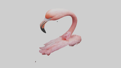 Flamingo Neck 3D model