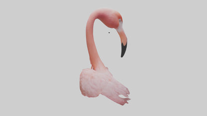 Flamingo Neck 3D model