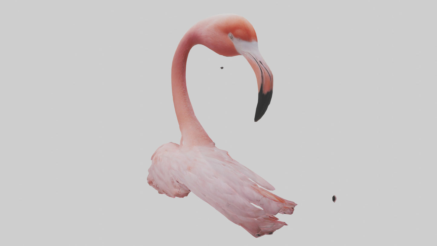 Flamingo Neck 3D model