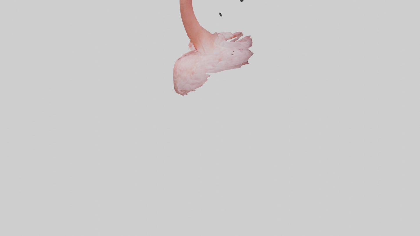 Flamingo Neck 3D model