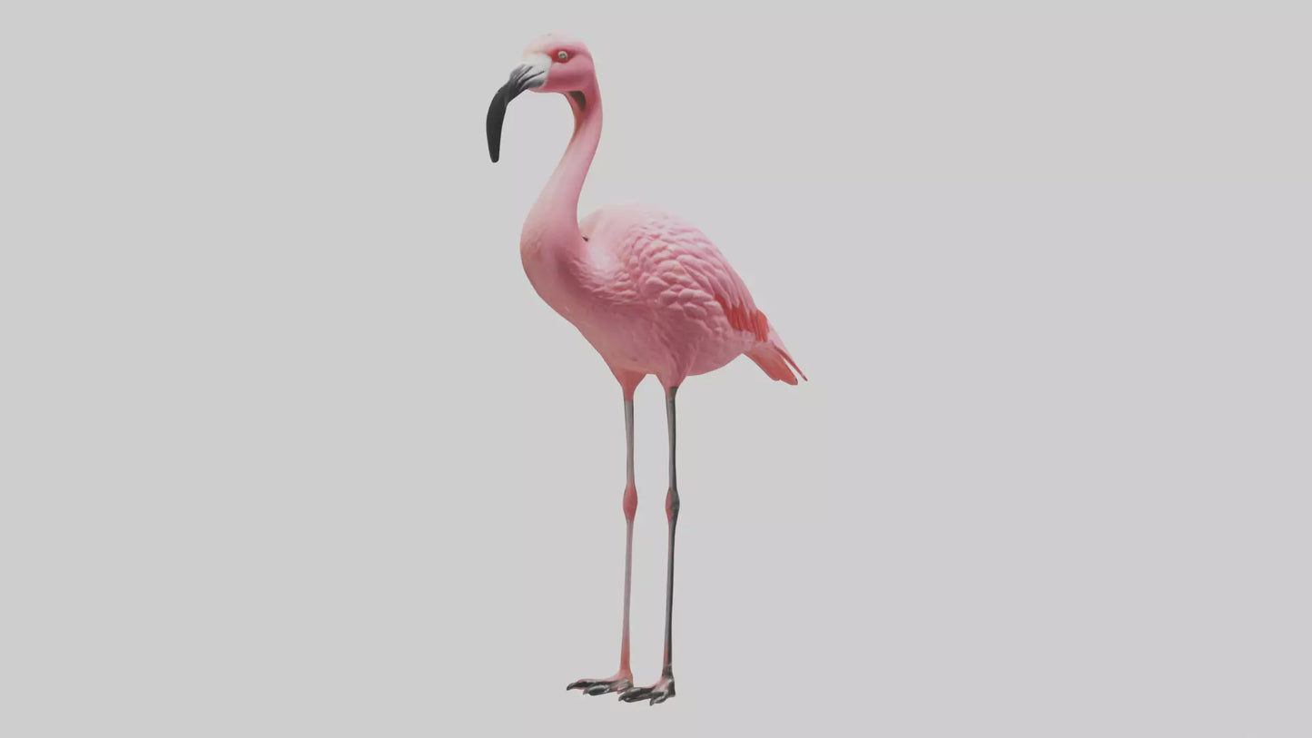 Flamingo perched model VR / AR / low-poly