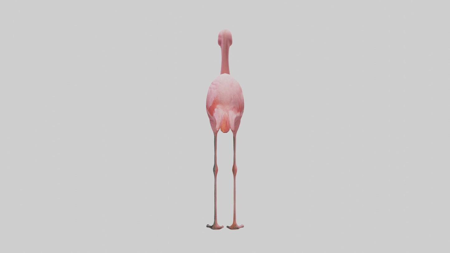 Flamingo perched model VR / AR / low-poly