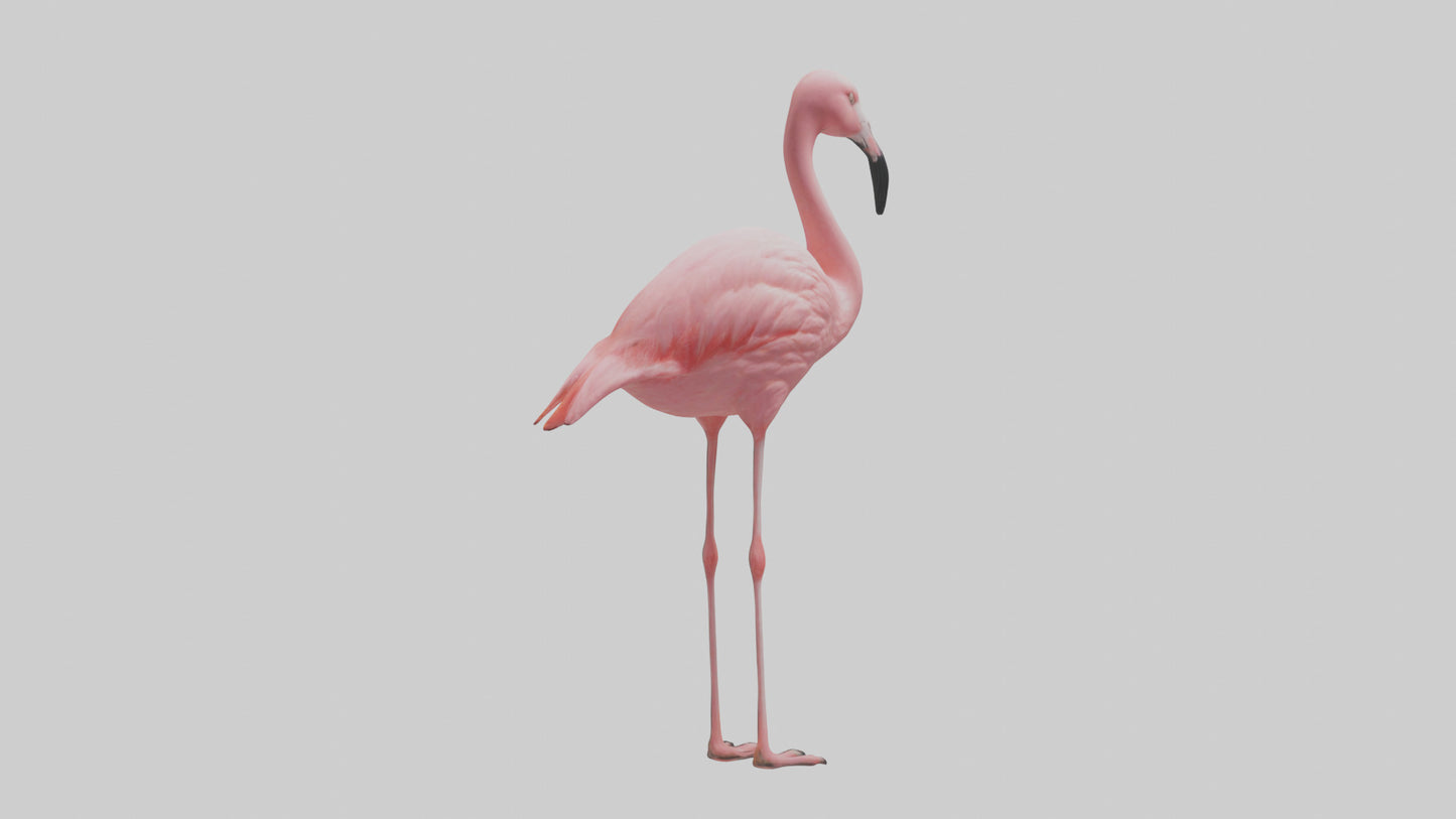 Flamingo perched model VR / AR / low-poly