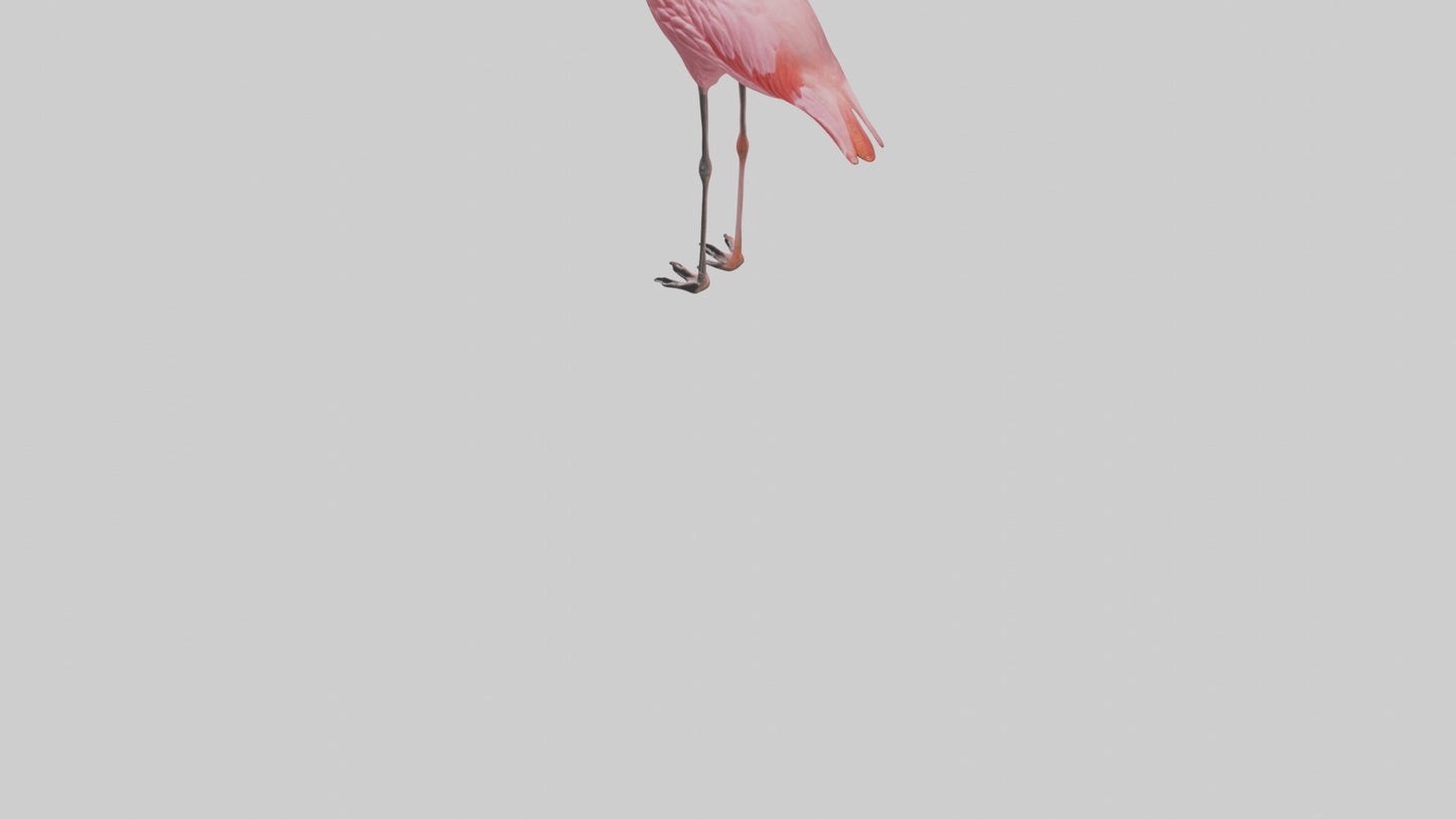 Flamingo perched model VR / AR / low-poly