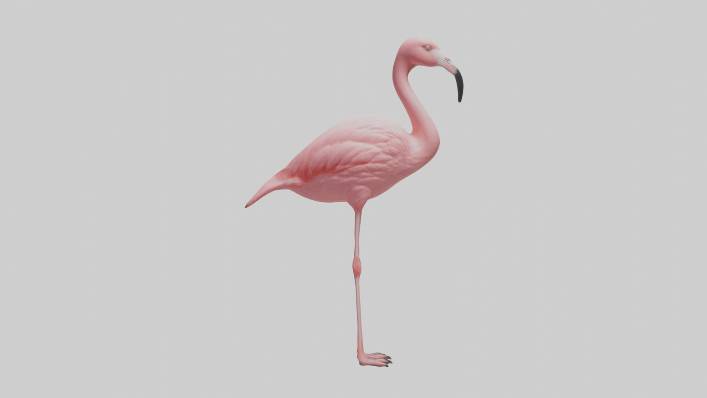Flamingo perched model VR / AR / low-poly