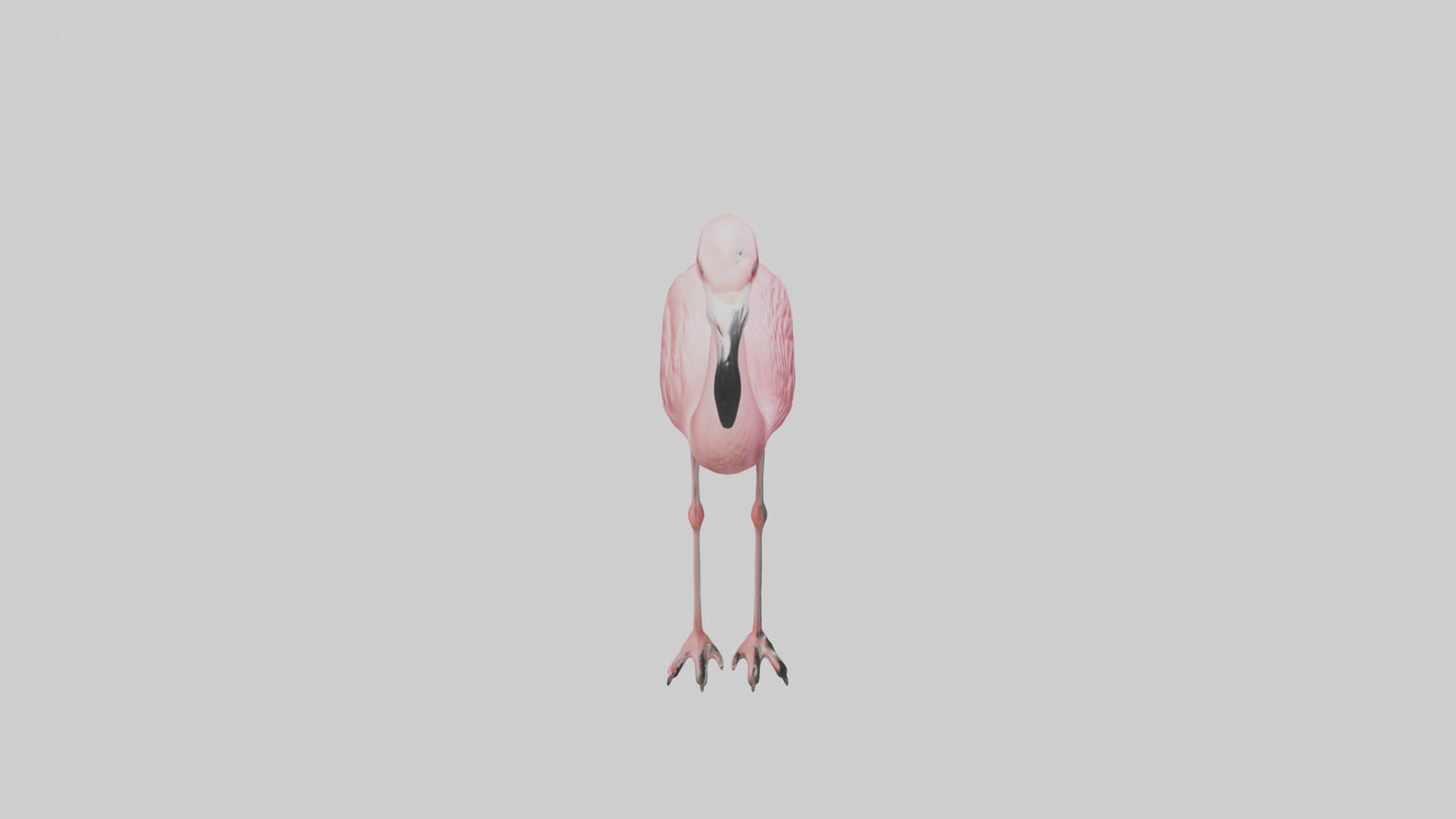 Flamingo perched model VR / AR / low-poly