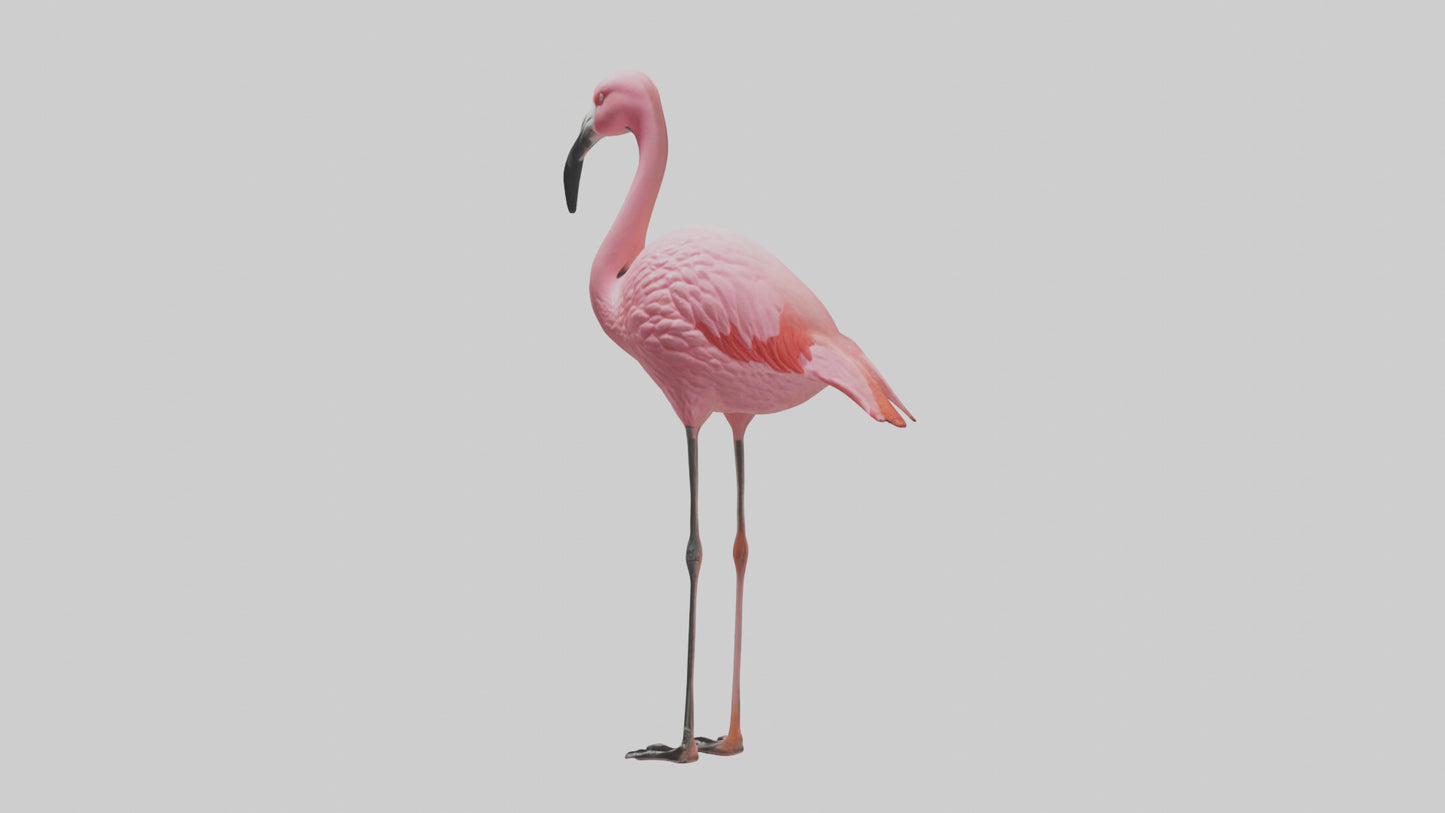 Flamingo perched model VR / AR / low-poly