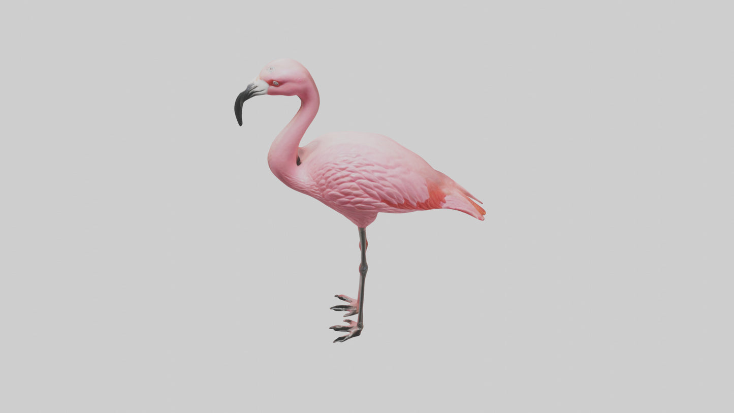 Flamingo perched model VR / AR / low-poly