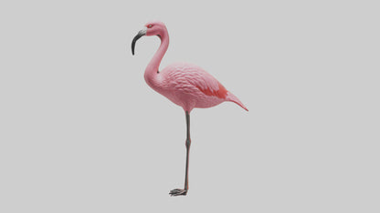 Flamingo perched model VR / AR / low-poly
