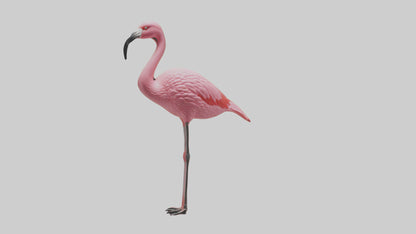 Flamingo perched model VR / AR / low-poly