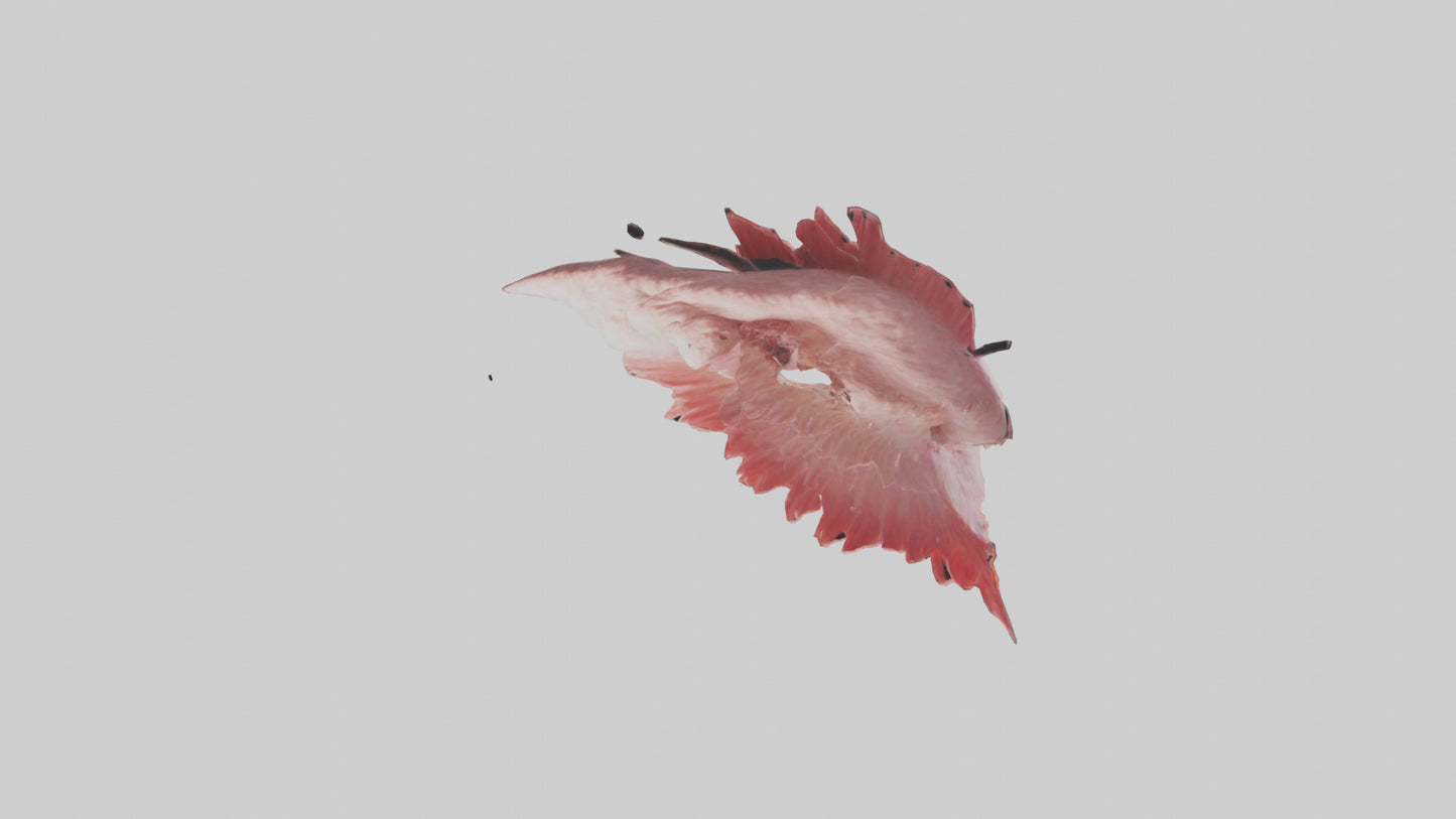 Flamingo Rib 3D model