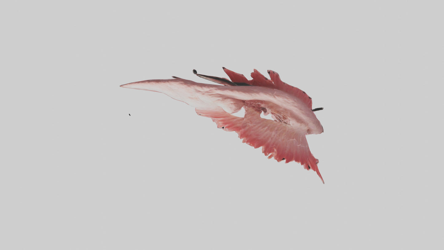 Flamingo Rib 3D model